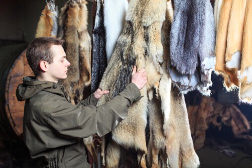 Man looking at animal hides
