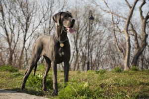 The 5 Largest Dog Breeds