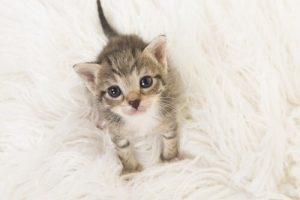 Taking Care of a Kitten: what you need to know