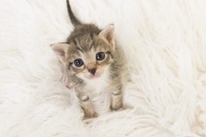 Taking Care of a Kitten: what you need to know