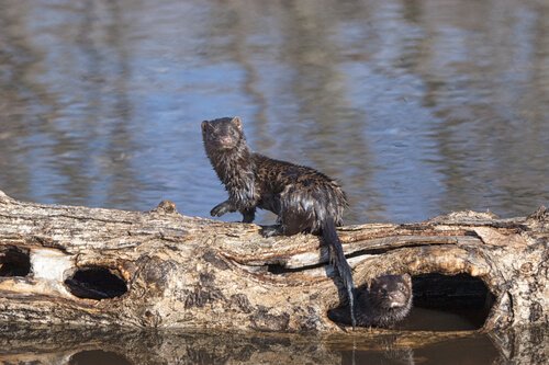 Two amazing minks in the wild