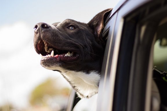This happy dog eats oatmeal