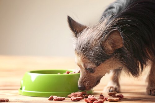 elderly dog eating from his dish