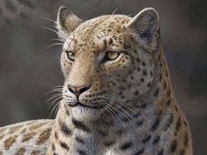 5 Extinct Wild Cats