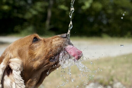 This type of water dispenser that gives dog water through a stream