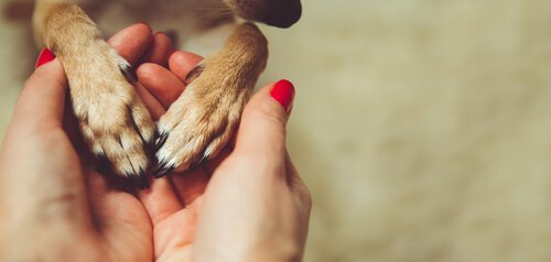 Η εταιρεία ενός κατοικίδιου μειώνει τη μοναξιά