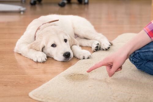 A dog owner punishing her dog for peeing on the carpet.