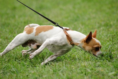 Dog tugging on the leash