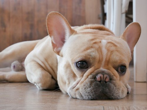 Cheer up your dog so they don't look like this sad French Bulldog