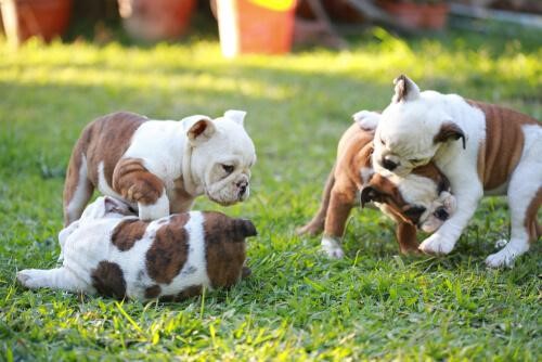 Puppies playing and biting each other.