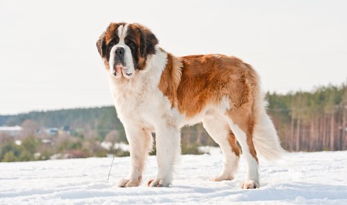 Saint Bernard is one of the largest dog breeds
