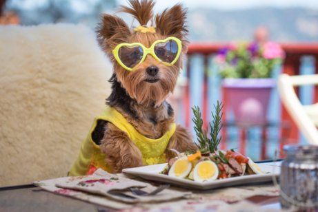 There are numerous salad recipes for dogs.