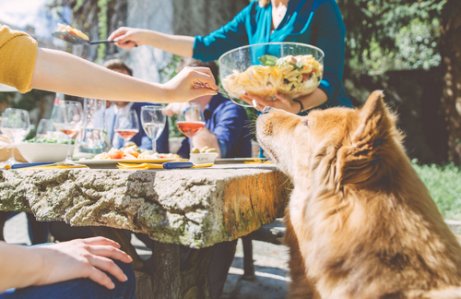 Dogs can eat salad too with these salad recipes for dogs.
