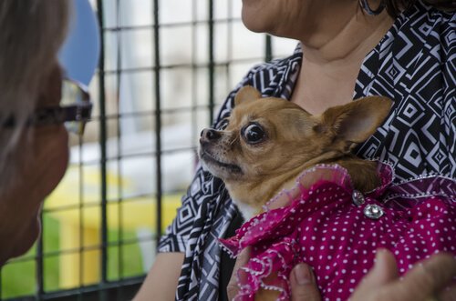 Dog with a panic attack
