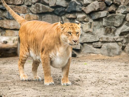 Tigon.