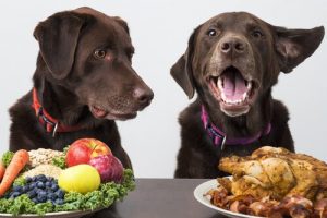 Vegan Dogs: Can a dog be a vegan?