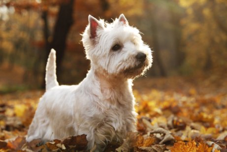 Breeds of terriers include the West Highland White Terrier.