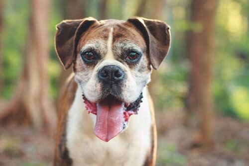 5 Signs that Your Dog is Aging
