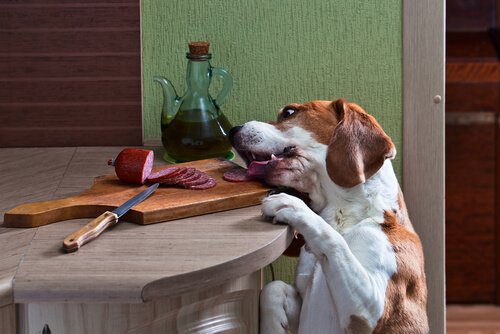 A dog eating proteins which are good for a dog's skin