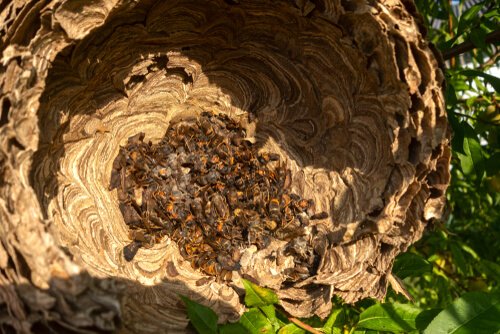 An asian hornet nest