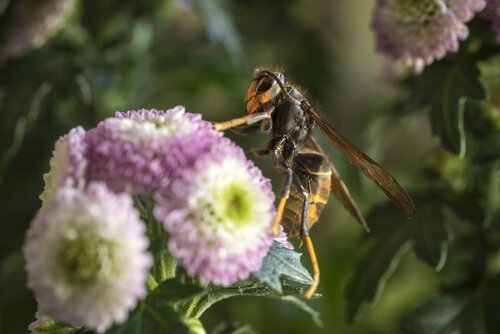 Asian hornet on a flower