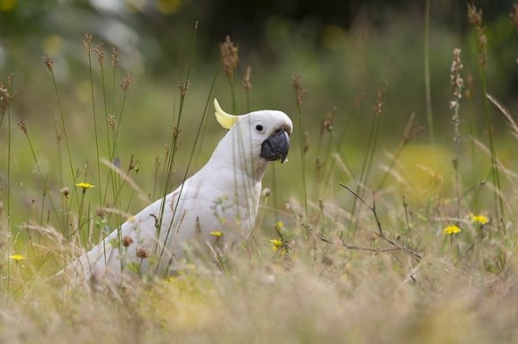 Cockatoo is one of the best birds to have as a pet