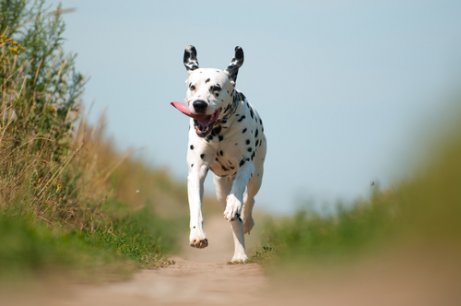 are dalmatians intelligent