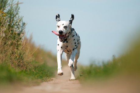 Dalmatian running in the country