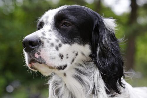 English setter