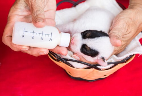 Bottle-feeding a puppy