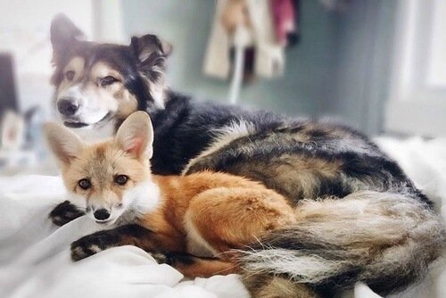 Juniper and Moose, a fox and a dog who are friends