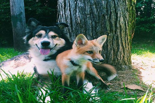 Juniper and Moose, a fox and a dog who are friends