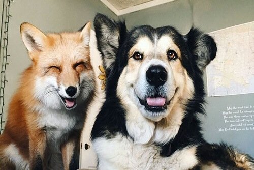 Juniper and Moose: A Dog and Fox Who Are Now Friends