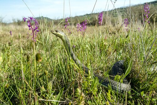 Montpellier snake in the garden