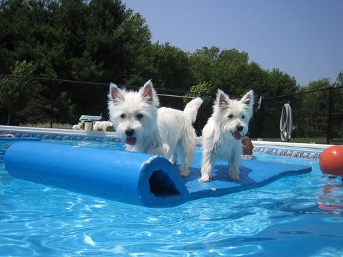 Two dogs on a float in a pool