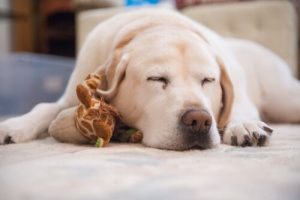 What to Do if Your Pet Has Problems Sleeping