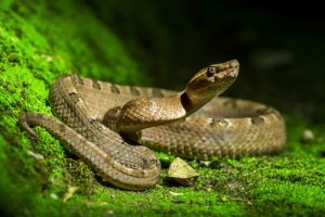 There Is a Snake in the Garden: What Should I Do?