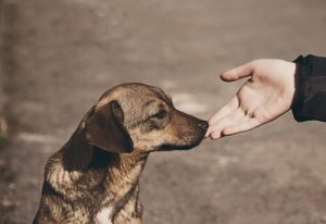 How to Approach a Dog You Don’t know