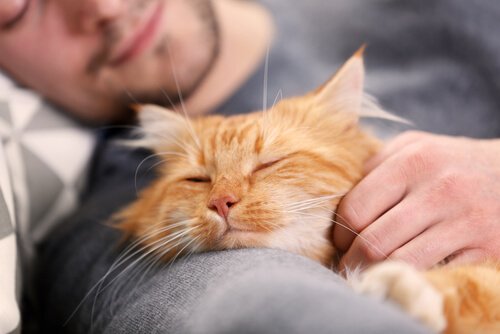 Sleeping next to your cat is good for the both of you, these two are happy