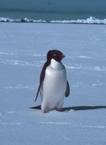 Little penguin walking on the snow