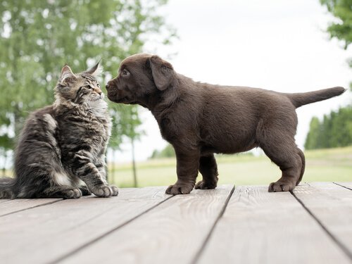 Adopting a Cat When You Already Have a Dog at Home