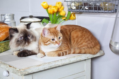 Do You Have an Allergy to Cats? These Tips Can Help