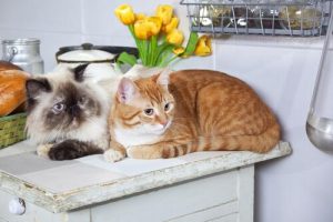 Two cats on the counter in a Cat Café.