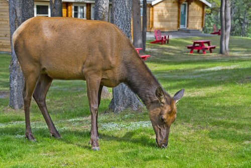 Deer eating greass