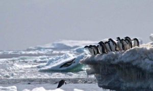 The Penguin Graveyard in Antarctica