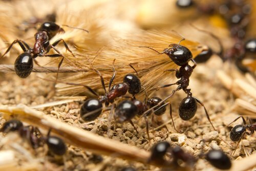 ants work together to build things