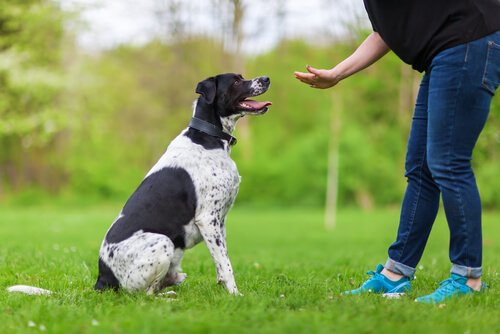 Applied Psychology in Dog Training