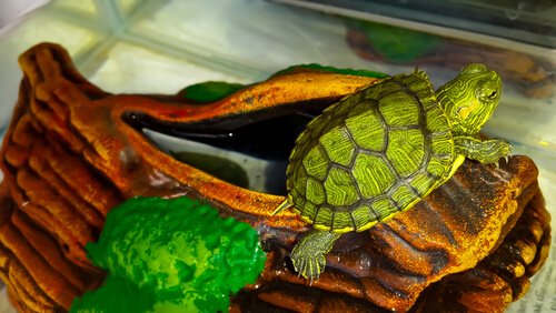 Green aquatic turtle in a terrarium