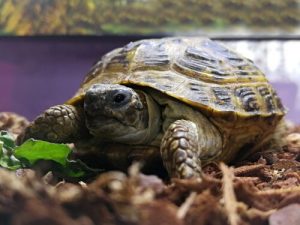 Make a Terrarium for Your Turtle