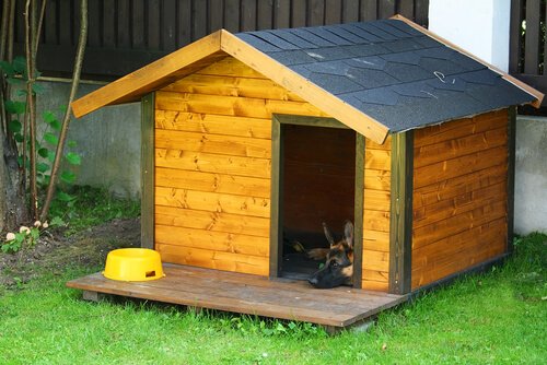 Dog house with a dog